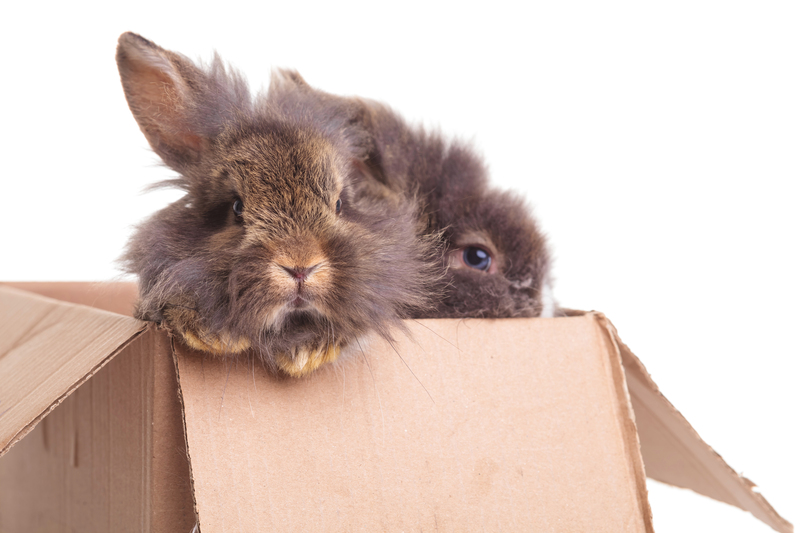 Stress-Free Strategies for Your Upcoming House Move